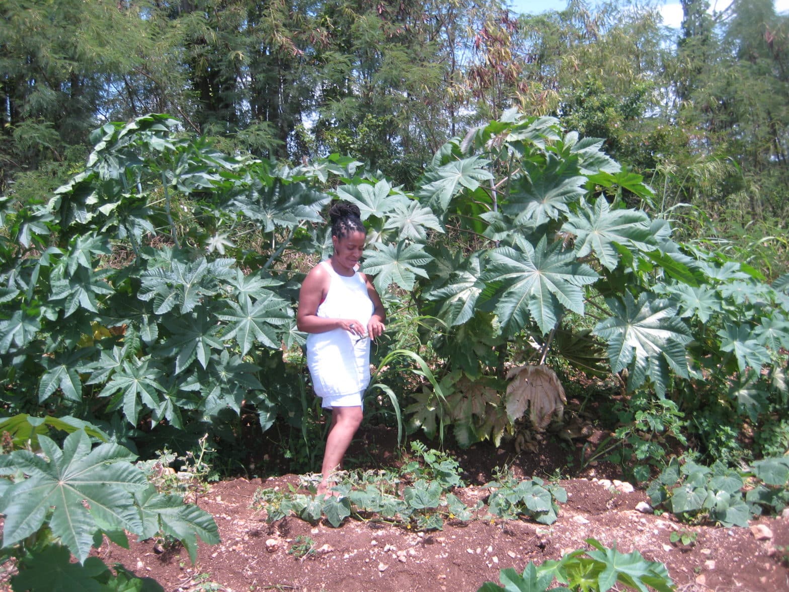 Copyright Noireônaturel. Fétia la créatrice de Noireônaturel dans un champ de Carapatier en Guadeloupe (Grande Terre)